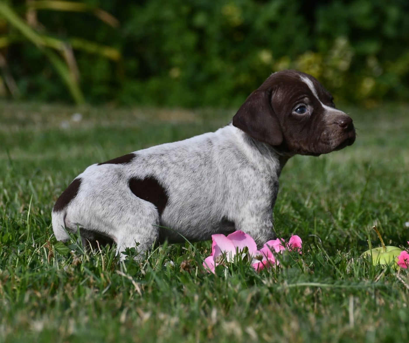 CHIOT 8