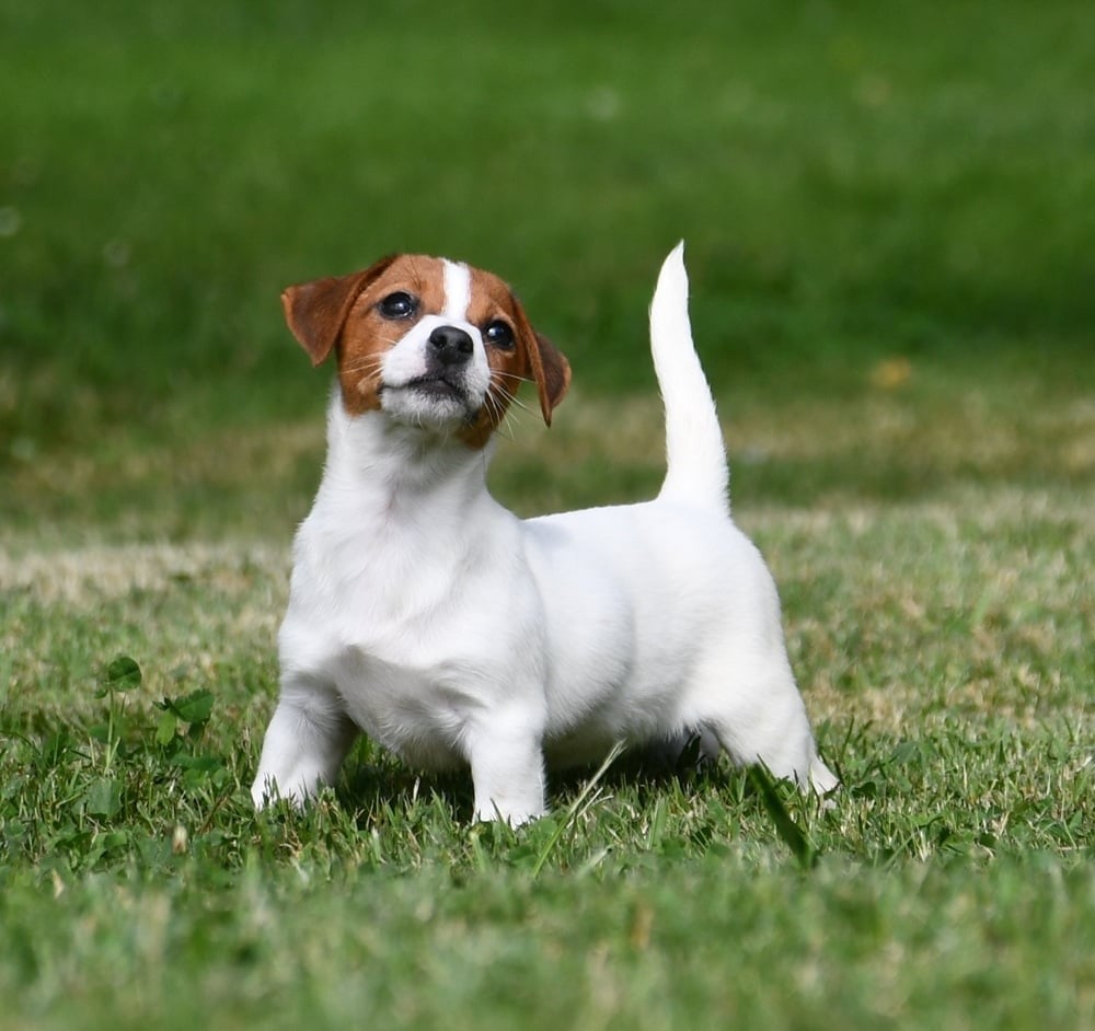 Jack Russell Terrier - du pont du riot d'Esnes