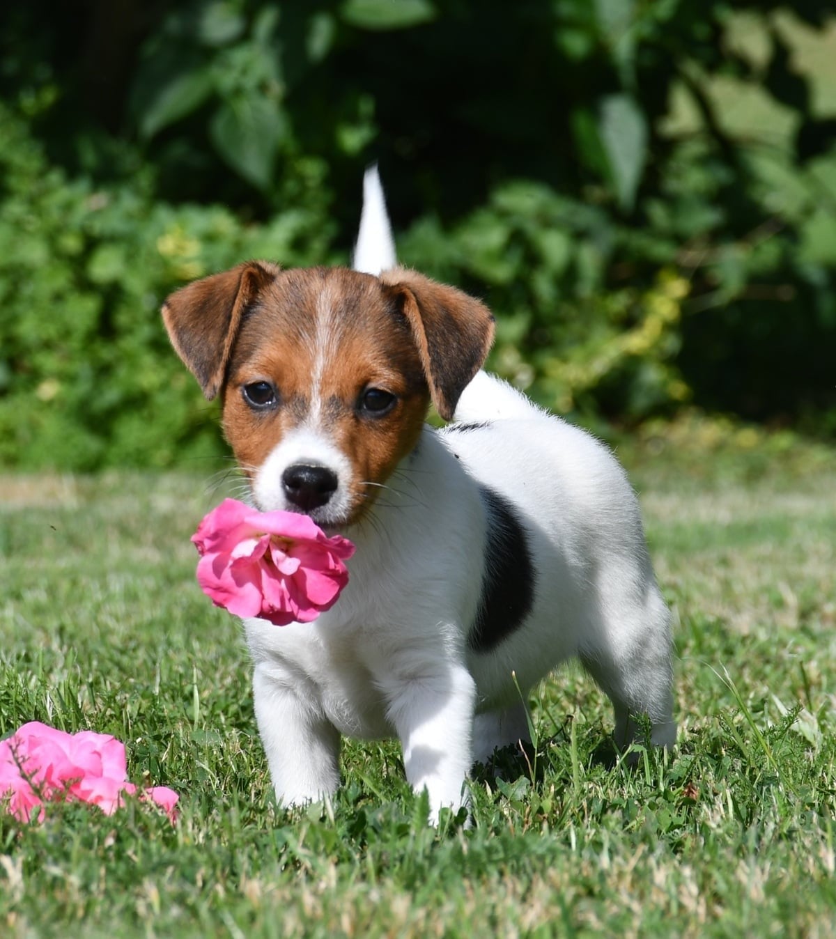 Jack Russell Terrier - du pont du riot d'Esnes