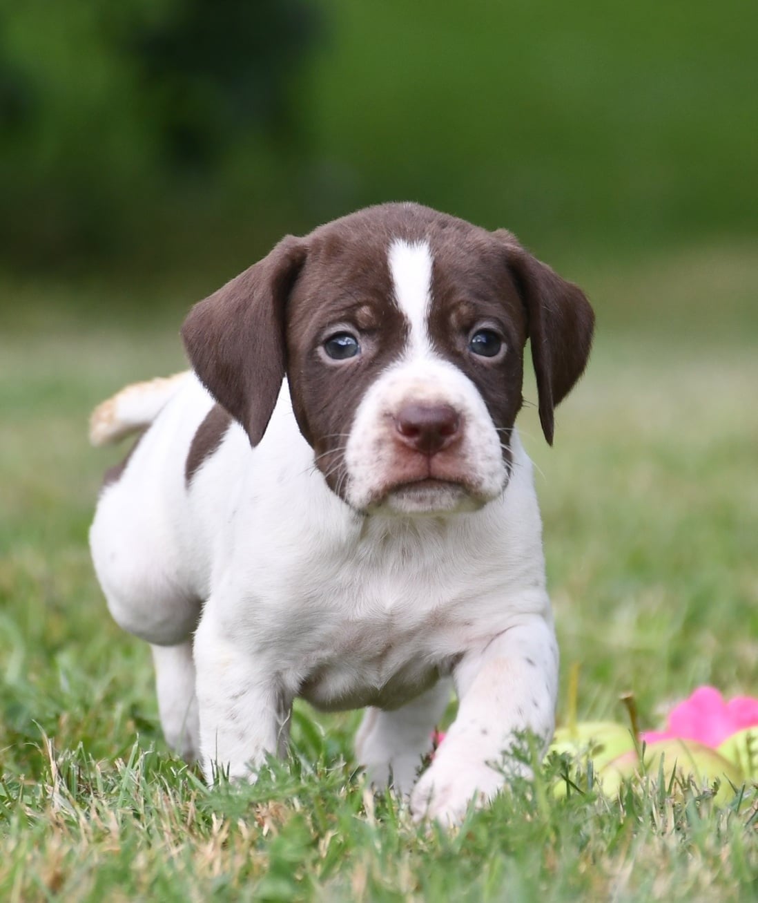 CHIOT 2 - Braque français, type Pyrenees (petite taille)