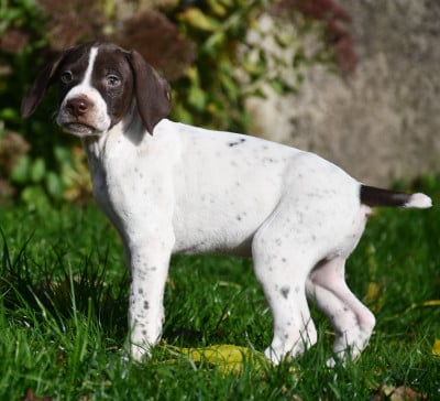 Les chiots de Braque français, type Pyrenees (petite taille)