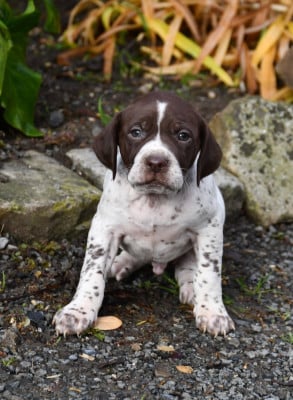 Les chiots de Braque français, type Pyrenees (petite taille)