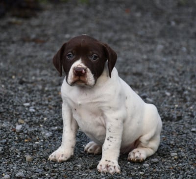 Les chiots de Braque français, type Pyrenees (petite taille)