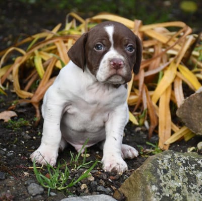 Les chiots de Braque français, type Pyrenees (petite taille)