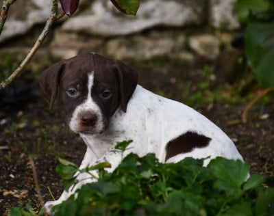 Les chiots de Braque français, type Pyrenees (petite taille)