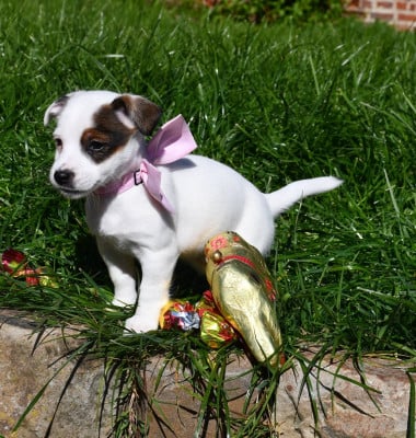 Les chiots de Jack Russell Terrier