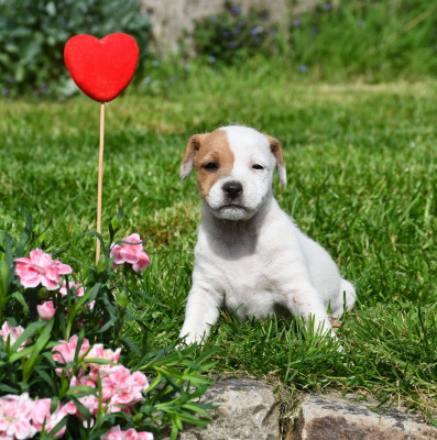 mâle 1 - Parson Russell Terrier