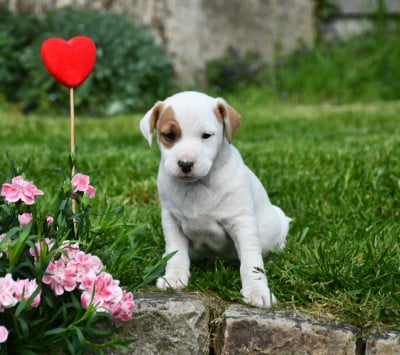mâle 3 - Parson Russell Terrier