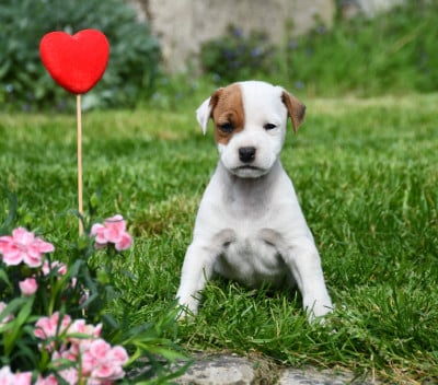 Les chiots de Parson Russell Terrier