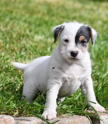 mâle 5 - Parson Russell Terrier