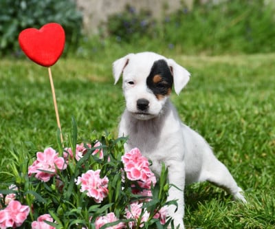 mâle 6 - Parson Russell Terrier