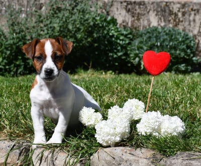 Les chiots de Jack Russell Terrier