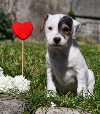 Les chiots de Parson Russell Terrier