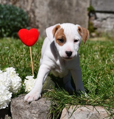 Les chiots de Parson Russell Terrier