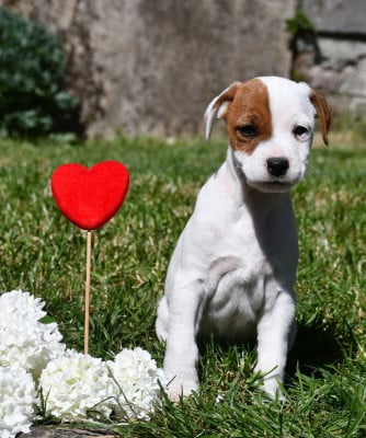 Les chiots de Parson Russell Terrier