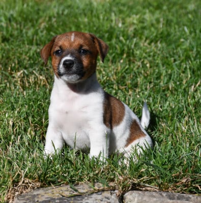 Les chiots de Jack Russell Terrier