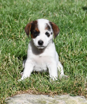 Les chiots de Jack Russell Terrier