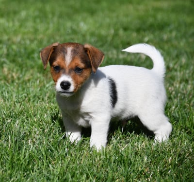 Les chiots de Jack Russell Terrier