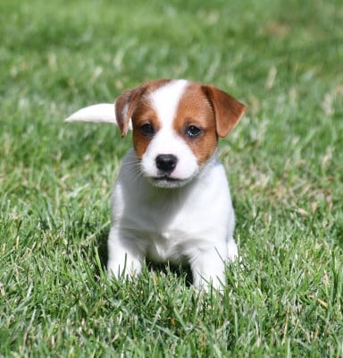 Les chiots de Jack Russell Terrier