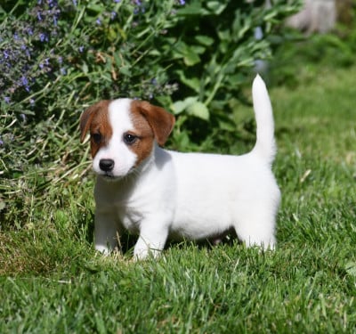 Les chiots de Jack Russell Terrier