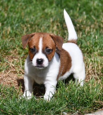 Les chiots de Jack Russell Terrier