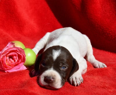 Les chiots de Braque français, type Pyrenees (petite taille)