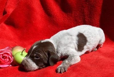 Les chiots de Braque français, type Pyrenees (petite taille)