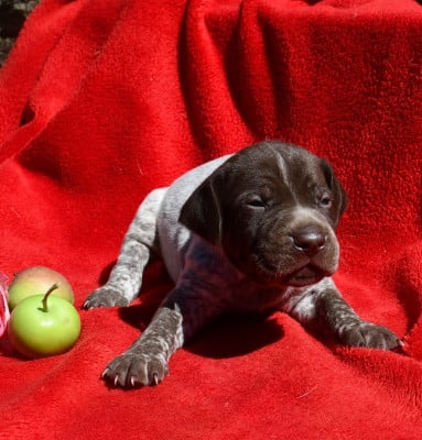 Les chiots de Braque français, type Pyrenees (petite taille)