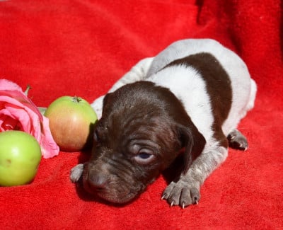 Les chiots de Braque français, type Pyrenees (petite taille)