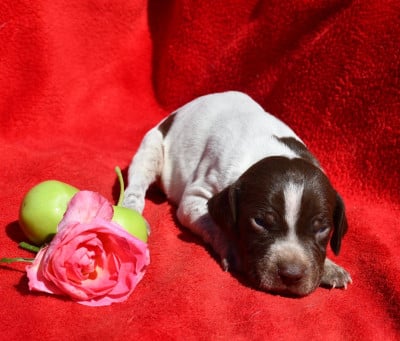 Les chiots de Braque français, type Pyrenees (petite taille)