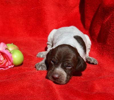 Les chiots de Braque français, type Pyrenees (petite taille)
