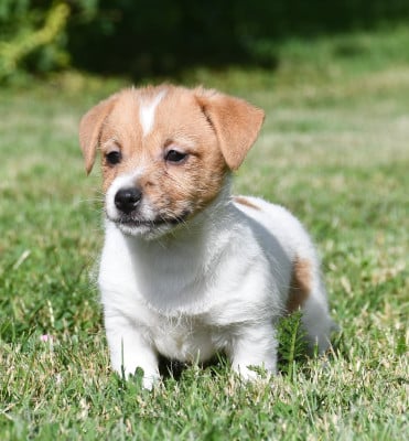 Jack Russell Terrier