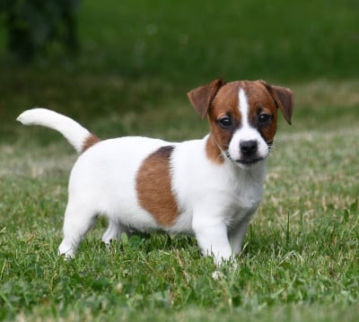 Les chiots de Jack Russell Terrier
