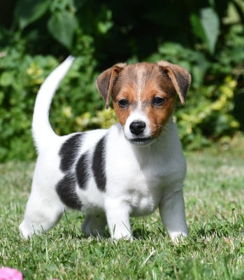 Les chiots de Jack Russell Terrier