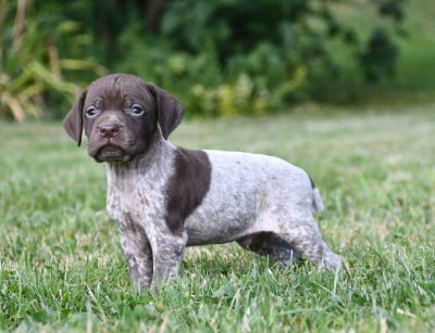Les chiots de Braque français, type Pyrenees (petite taille)