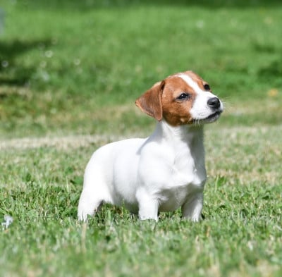 Les chiots de Jack Russell Terrier