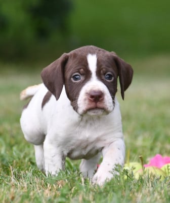 Les chiots de Braque français, type Pyrenees (petite taille)