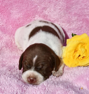 Les chiots de Braque français, type Pyrenees (petite taille)
