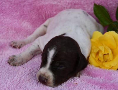 Les chiots de Braque français, type Pyrenees (petite taille)