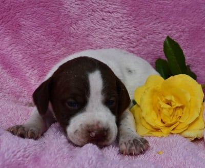 Les chiots de Braque français, type Pyrenees (petite taille)