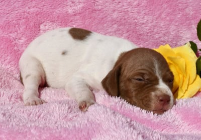 Les chiots de Braque français, type Pyrenees (petite taille)