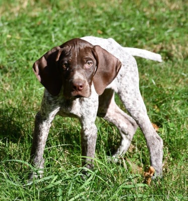 Les chiots de Braque français, type Pyrenees (petite taille)