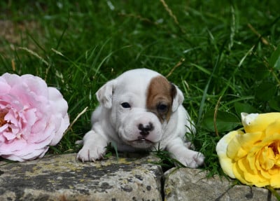 Garçon 1 - Parson Russell Terrier