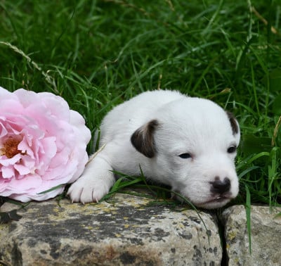 Parson Russell Terrier