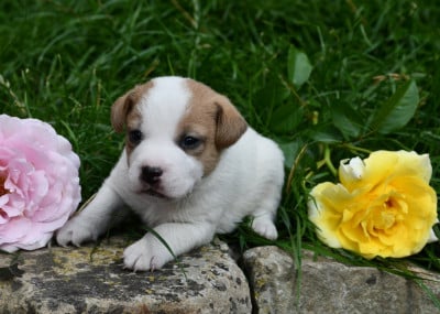 Garçon 3 - Parson Russell Terrier