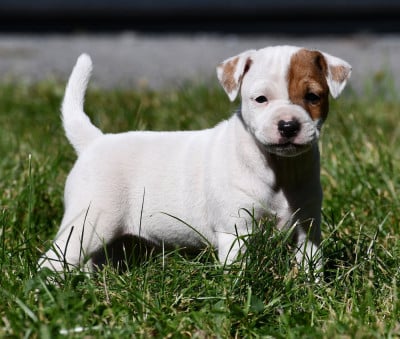 Les chiots de Parson Russell Terrier