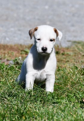 Les chiots de Parson Russell Terrier