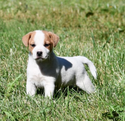 Les chiots de Parson Russell Terrier