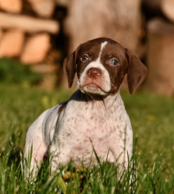 Les chiots de Braque français, type Pyrenees (petite taille)