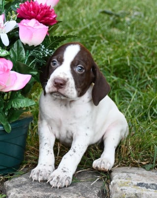 Les chiots de Braque français, type Pyrenees (petite taille)